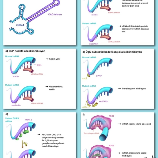 genetik üçlü tekrar artış gen rna mrna dna