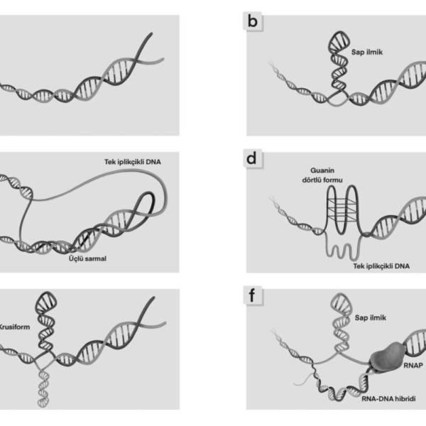 genetik dna nonb üçlü sarmal rna krusiform