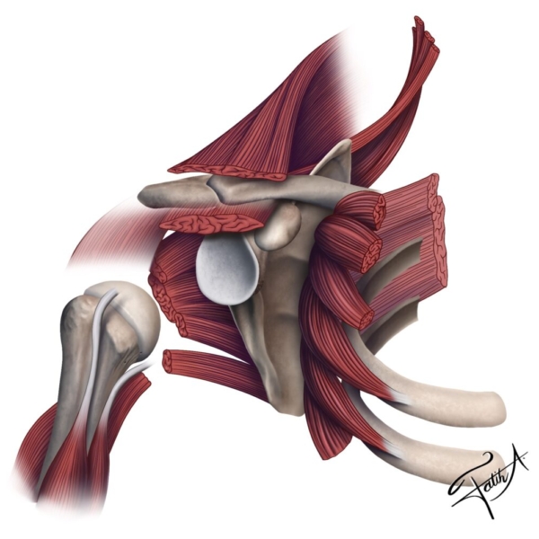 skapula kas kemik serratus humerus