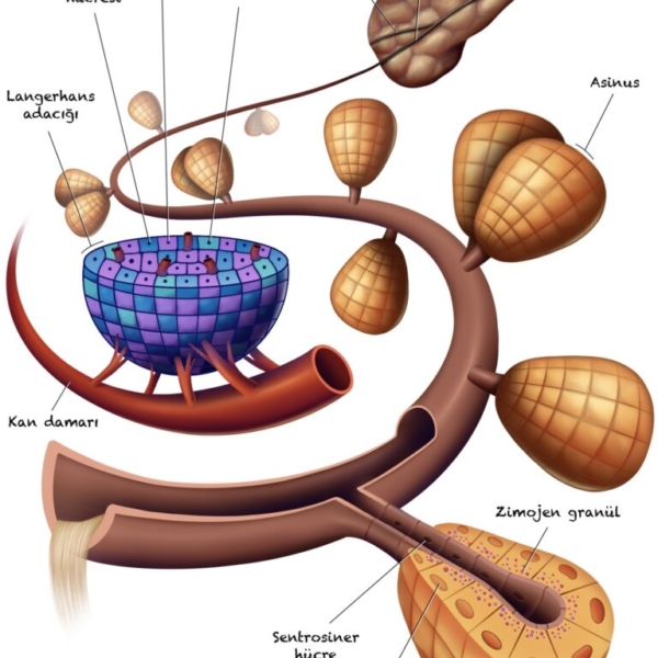 pancreas histology cell acinar islet of langerhans centroacinar