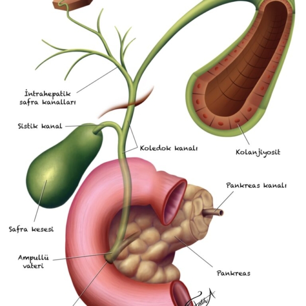 biliary tract liver duodenum pancreas sac cholangiocyte common bile duct cystic ampulla of vater