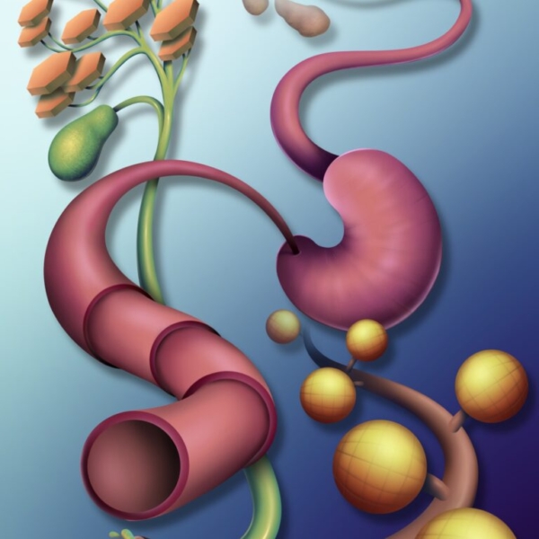 digestive system stomach esophagus duodenum intestine bile duct liver pancreas histology